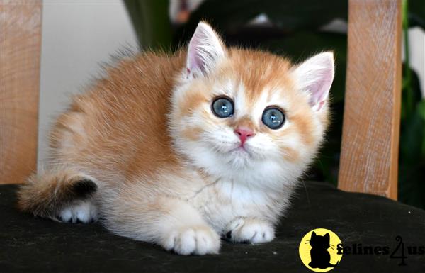 thechubbyfacedcat Picture 1